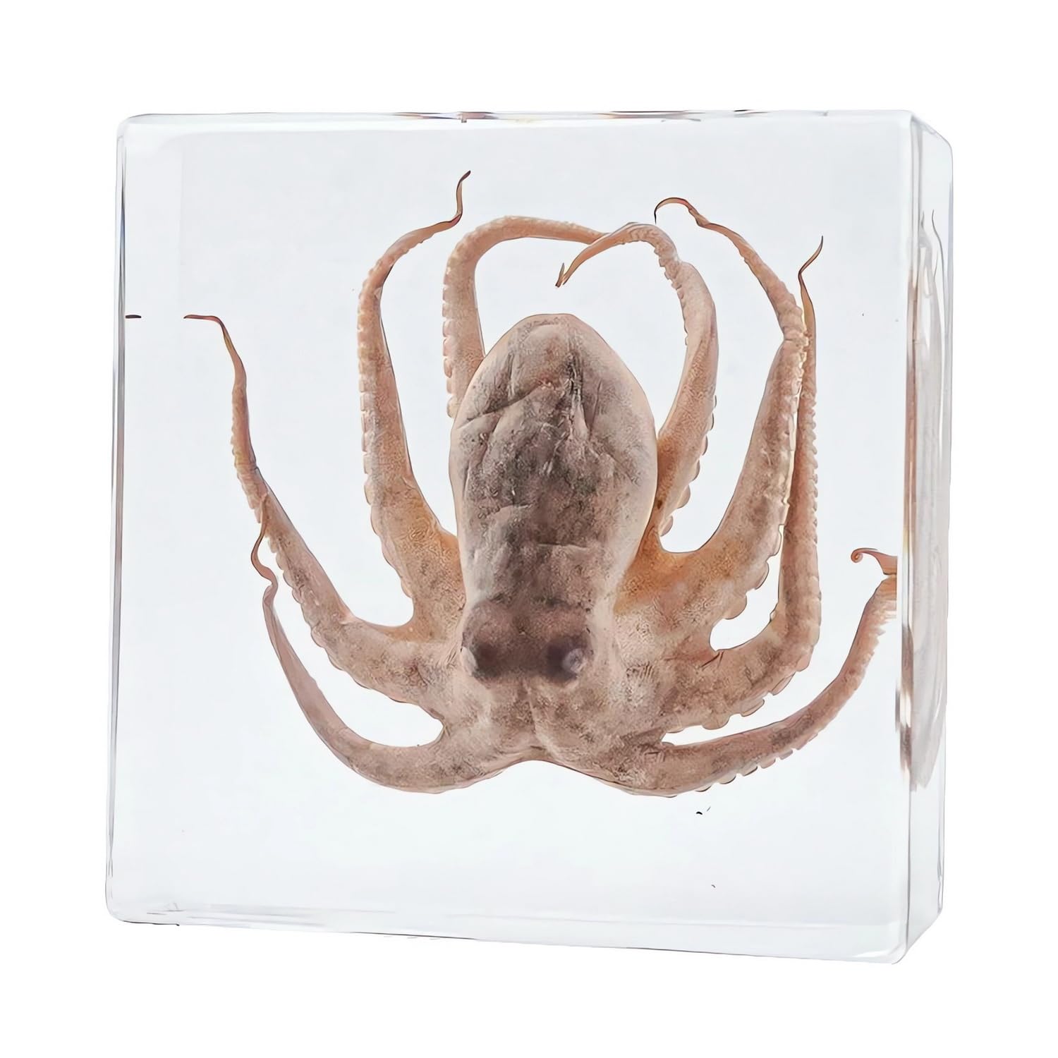 Real Preserved Insects & Marine Creatures in Resin – Educational Nature Displays | Authentic Specimens
