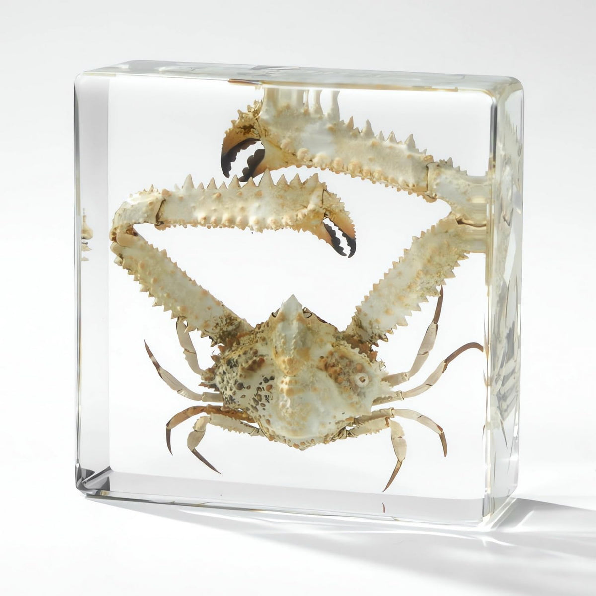 Real Preserved Insects & Marine Creatures in Resin – Educational Nature Displays | Authentic Specimens