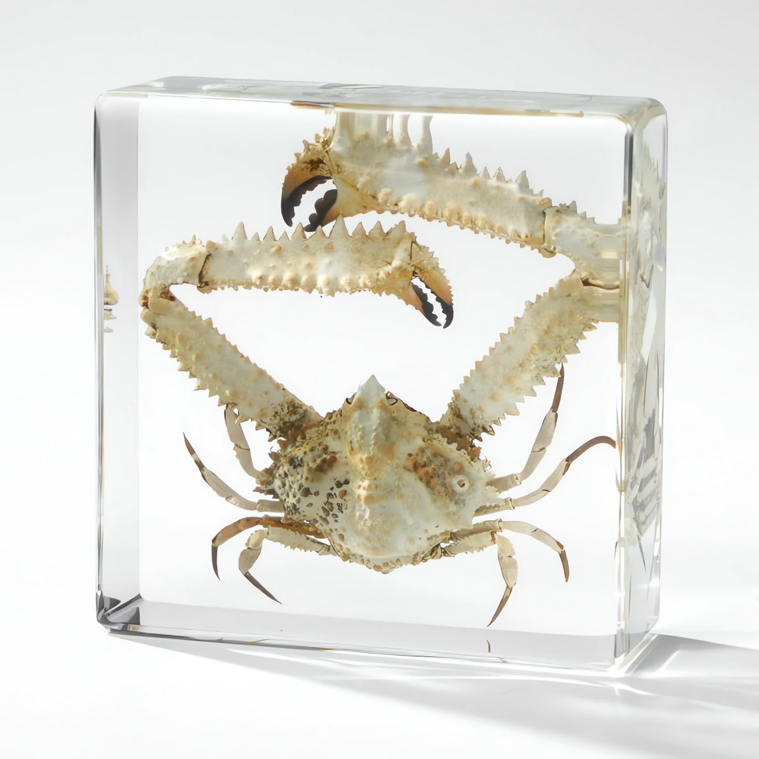 Real Preserved Insects & Marine Creatures in Resin – Educational Nature Displays | Authentic Specimens