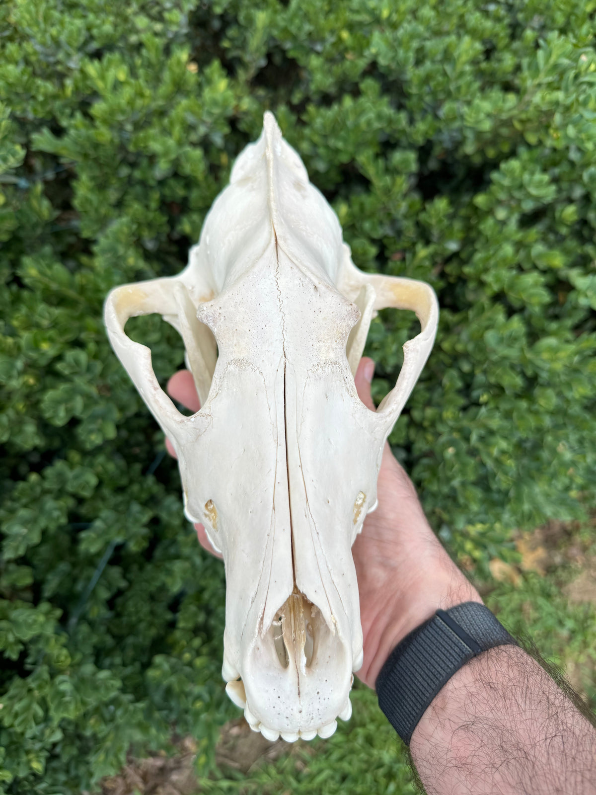 Real Alaskan Grey Wolf Skull | Canis Lupus Carrion Specimen – 10.5”