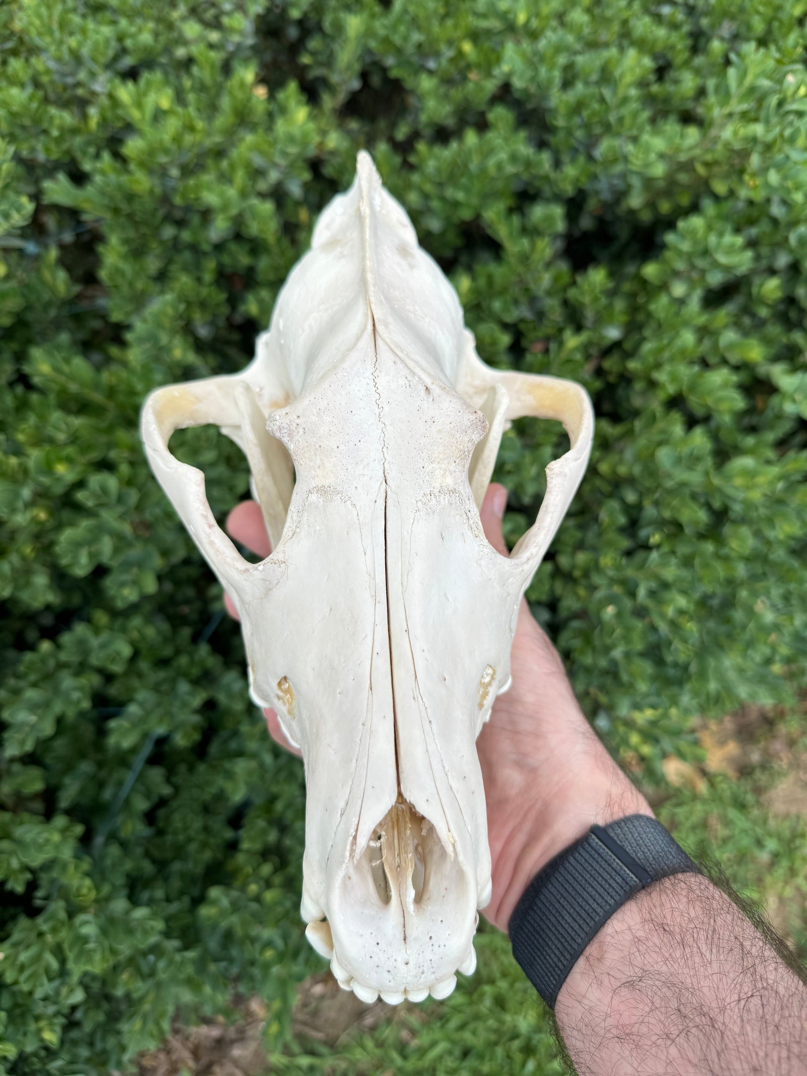 Real Alaskan Grey Wolf Skull | Canis Lupus Carrion Specimen – 10.5”