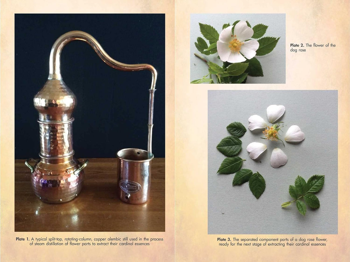 Flower Magic of the Druids