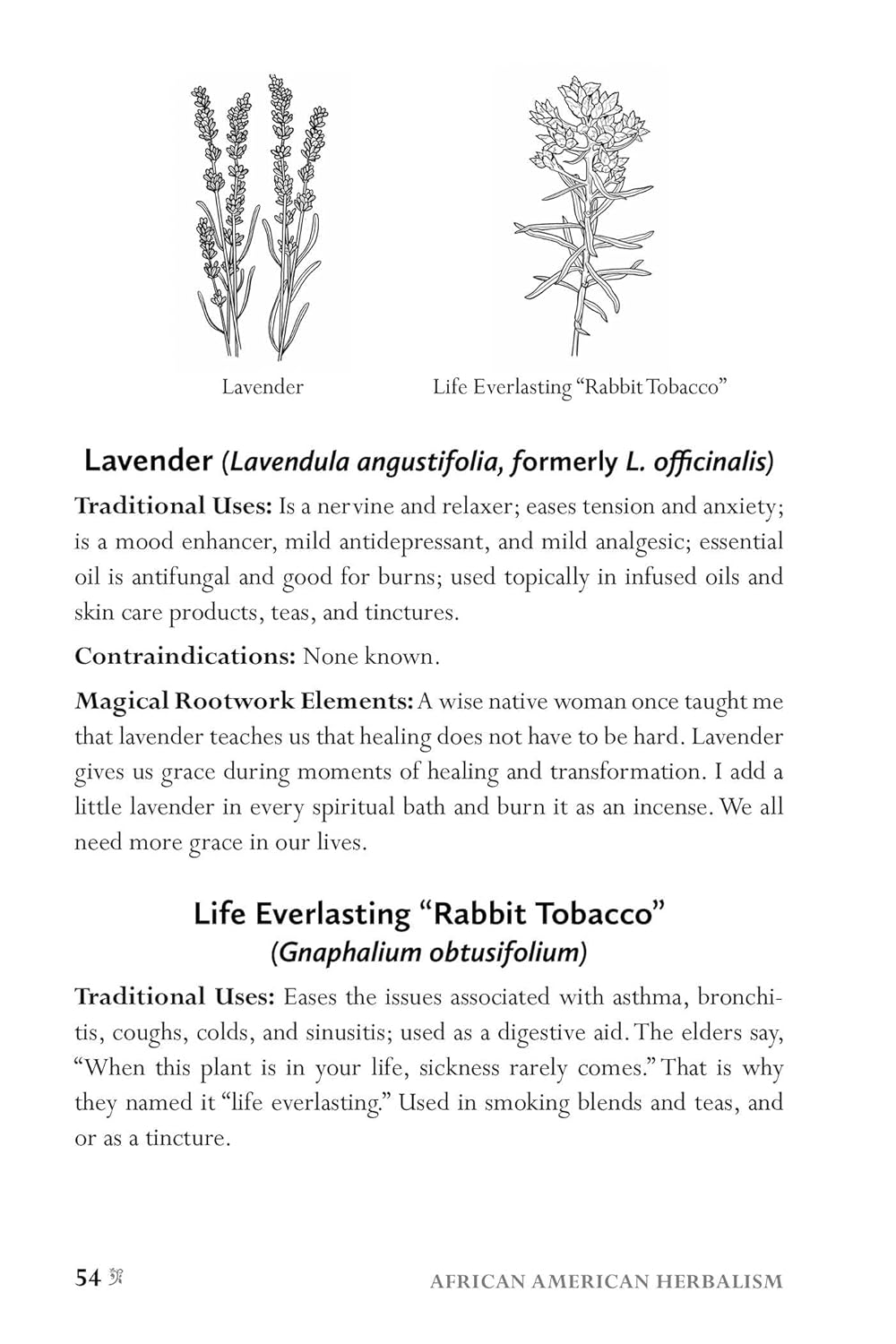 African American Herbalism