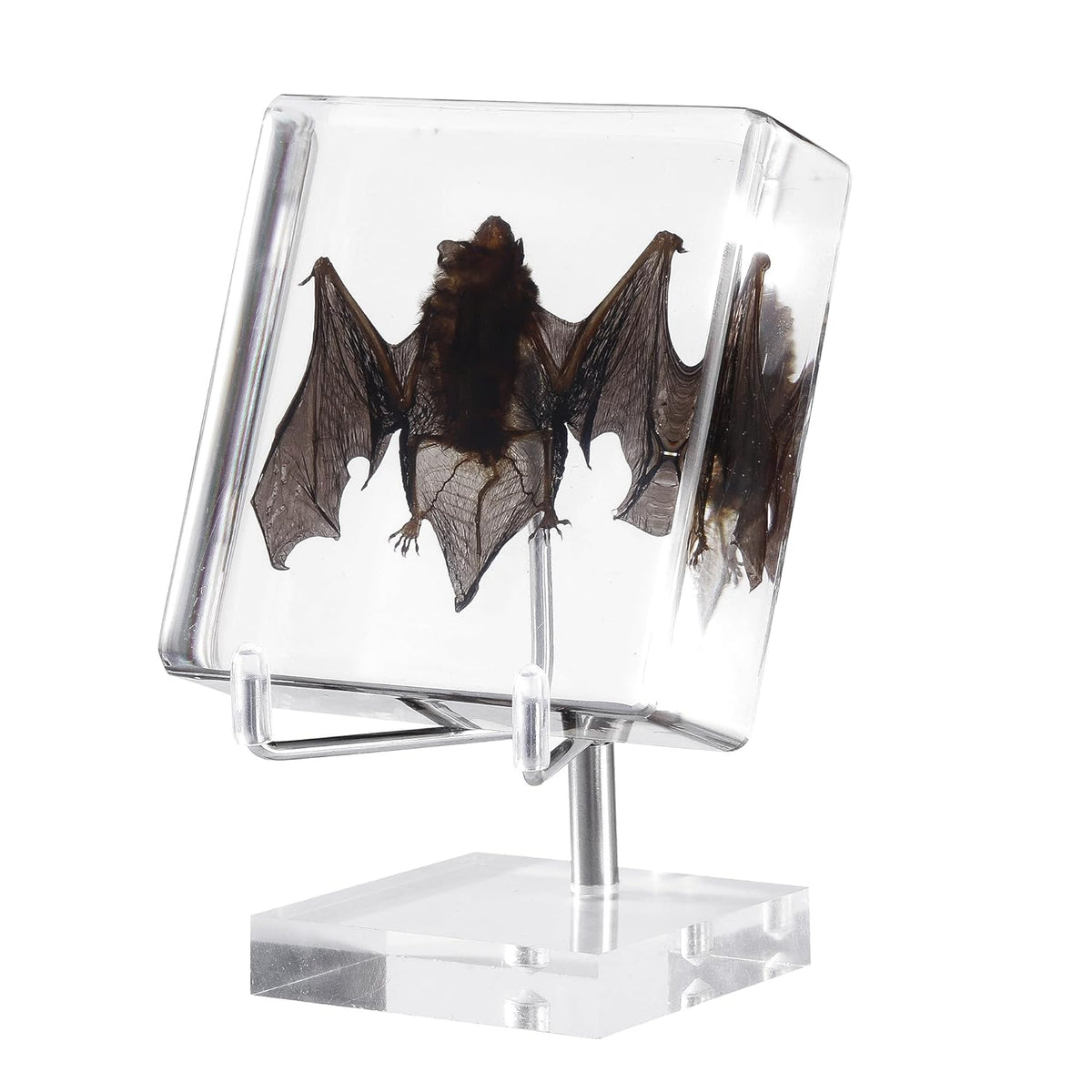 Taxidermy and Curiosities