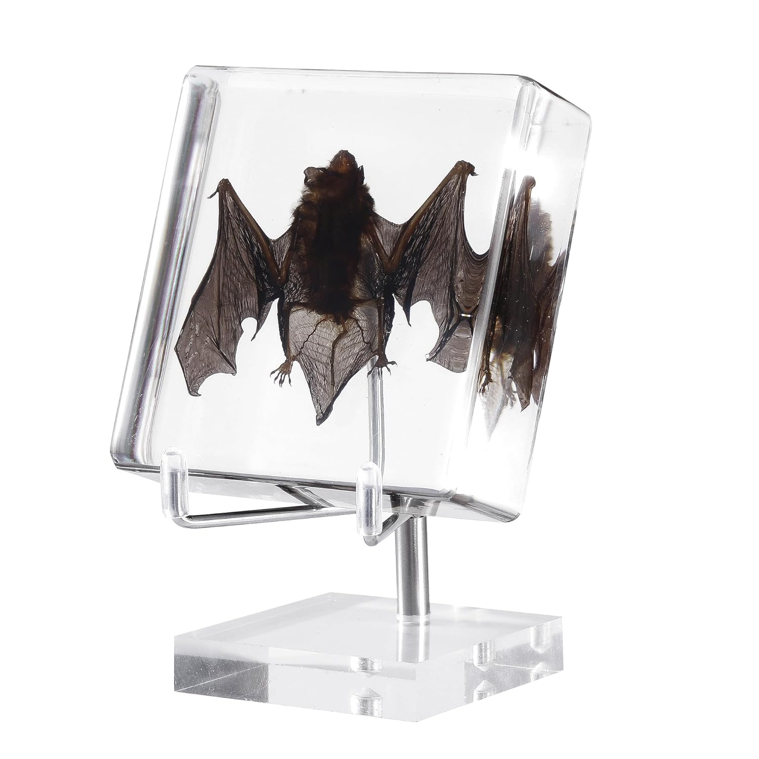 Taxidermy and Curiosities