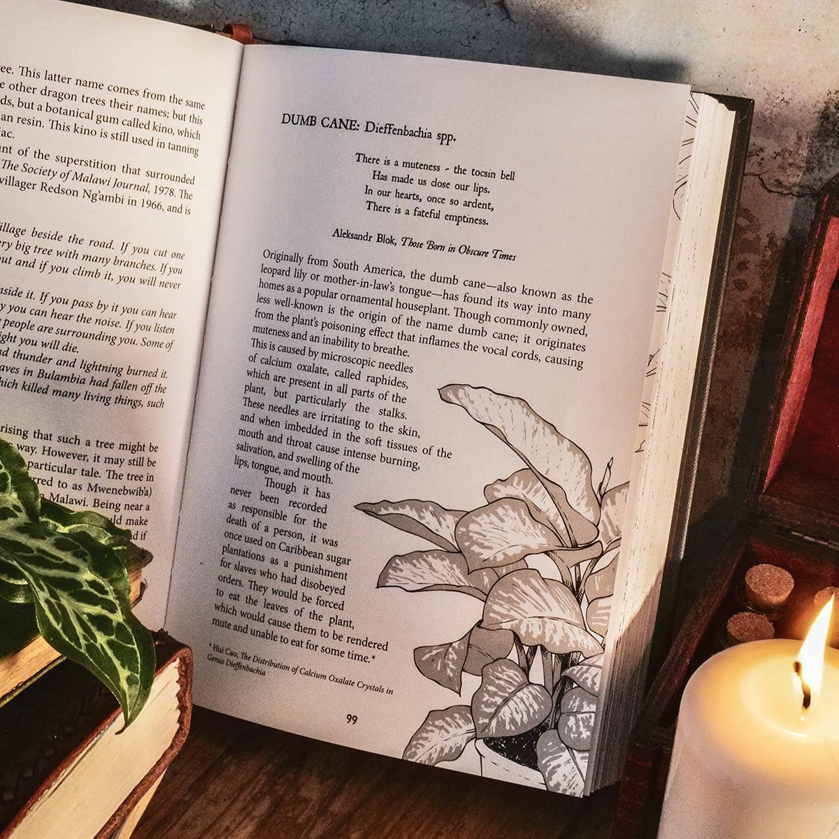 Botanical Curses and Poisons: The Shadow-Lives of Plants (Co