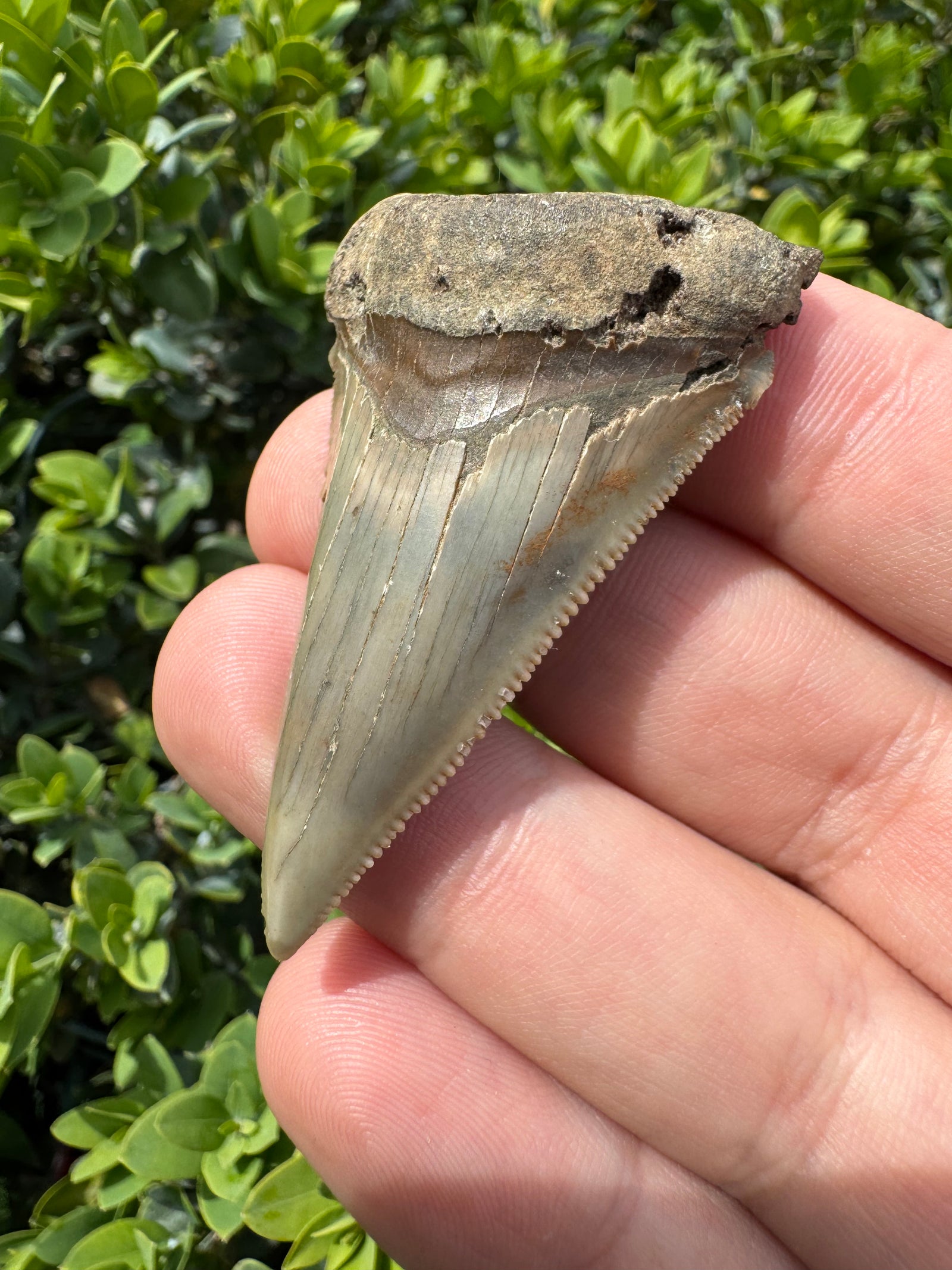 Megalodon Tooth Natural Fossil