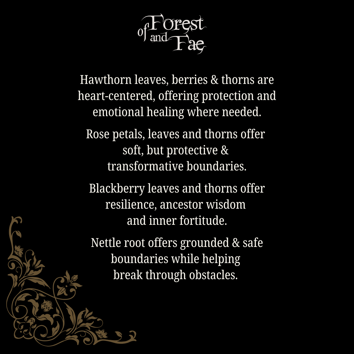 Forest and Fae text card on the hawthorn, rose, blackberry and nettle root in the Underworld elixir