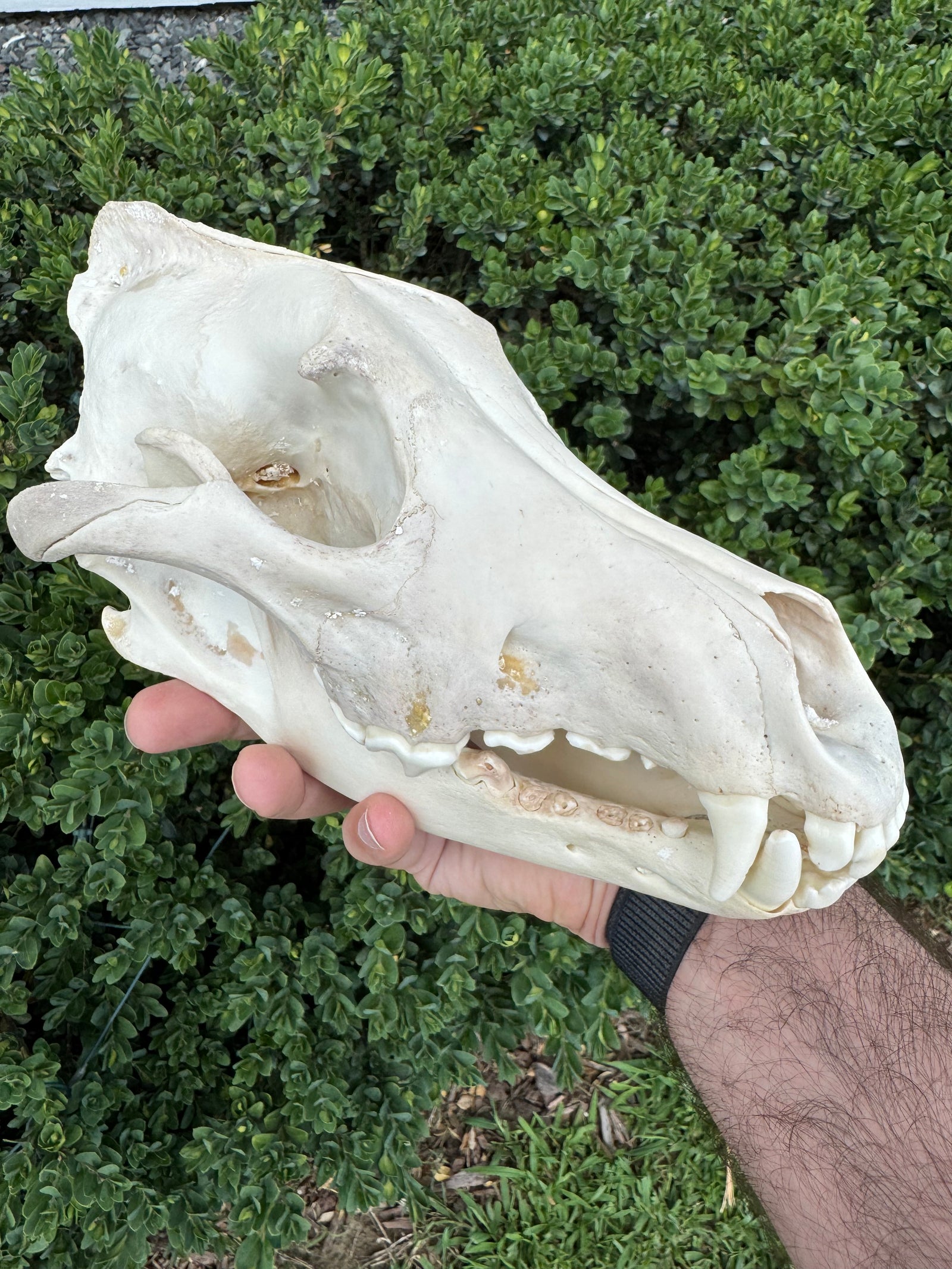 Real Alaskan Grey Wolf Skull | Canis Lupus Carrion Specimen – 10.5”