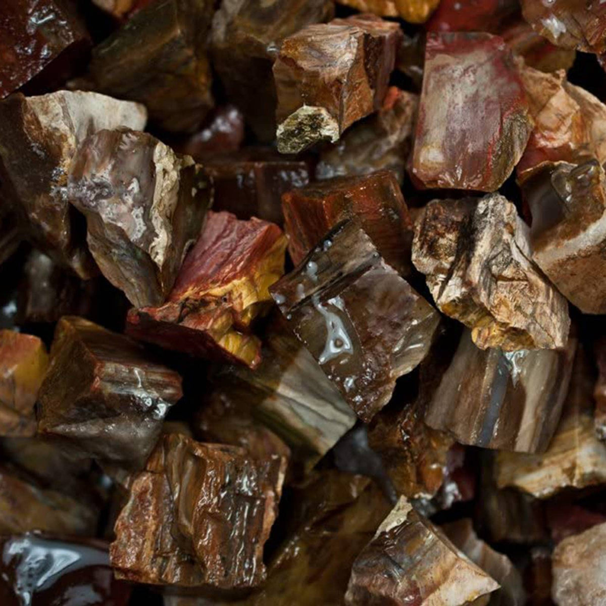 Petrified Wood Natural Gemstone