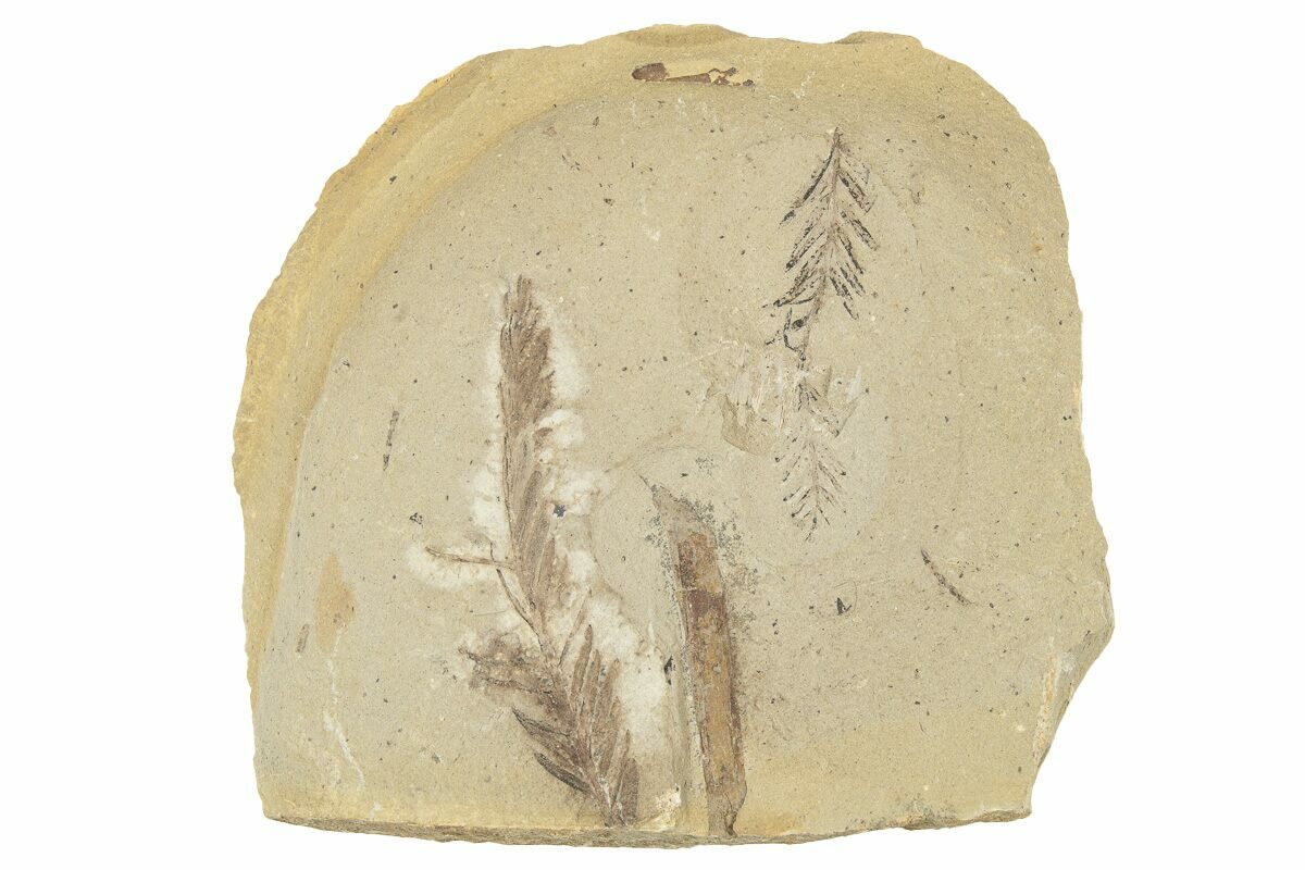 Redwood Sprig Natural Fossil
