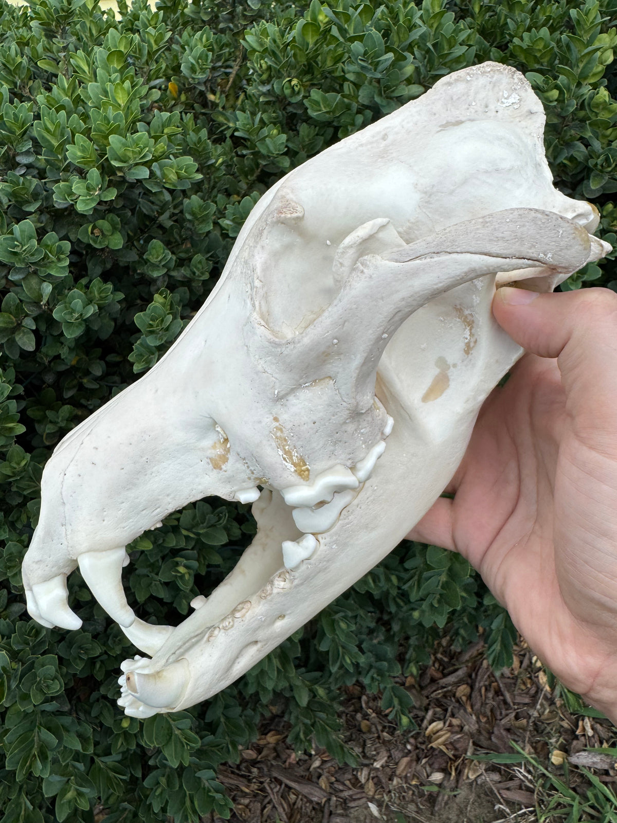 Real Alaskan Grey Wolf Skull | Canis Lupus Carrion Specimen – 10.5”