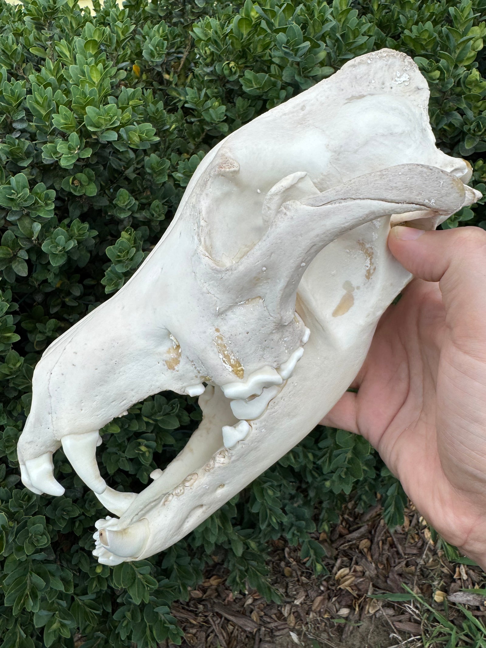Real Alaskan Grey Wolf Skull | Canis Lupus Carrion Specimen – 10.5”