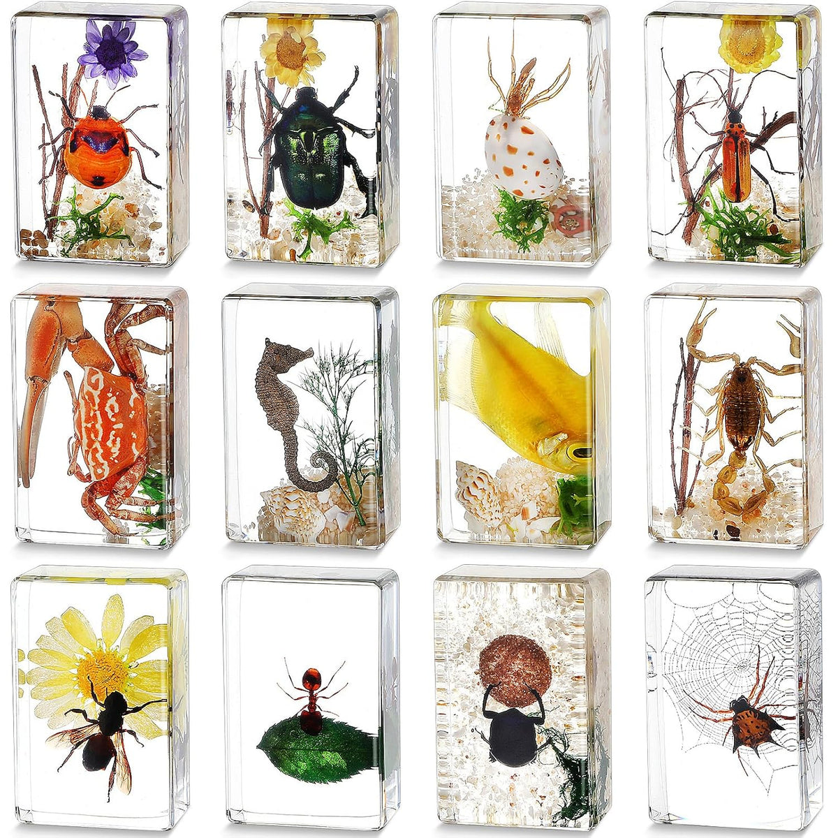 Real Preserved Insects & Marine Creatures in Resin – Educational Nature Displays | Authentic Specimens