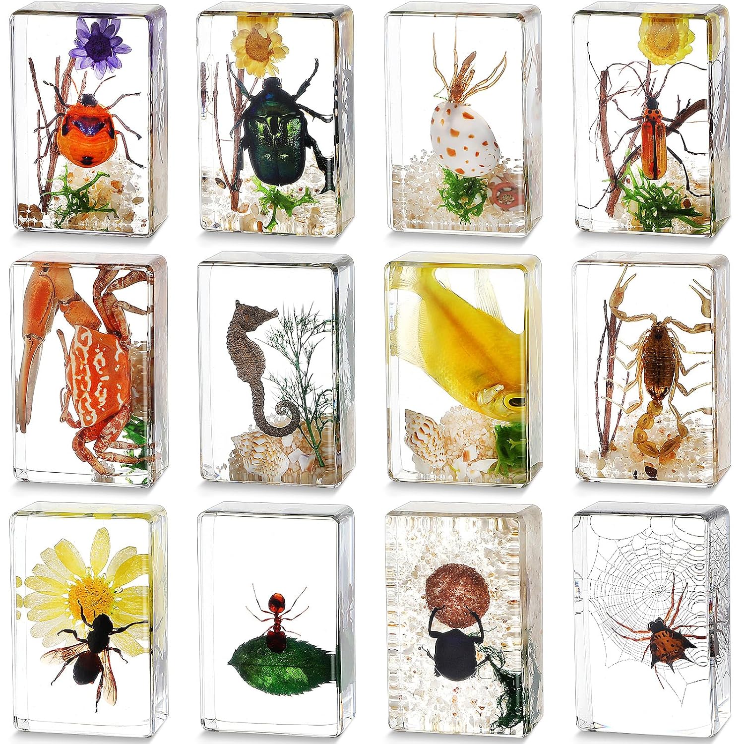Real Preserved Insects & Marine Creatures in Resin – Educational Nature Displays | Authentic Specimens