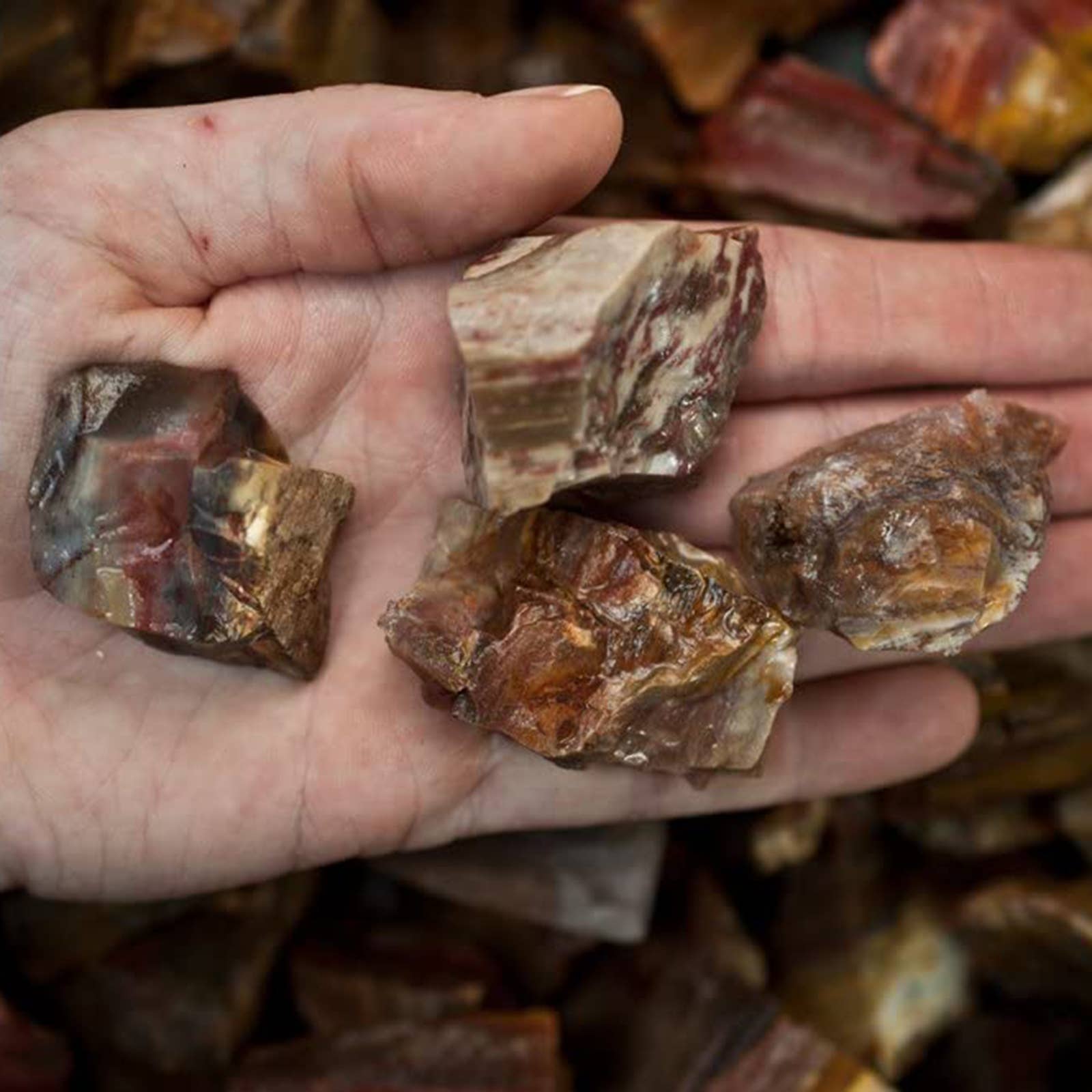 Petrified Wood Natural Gemstone