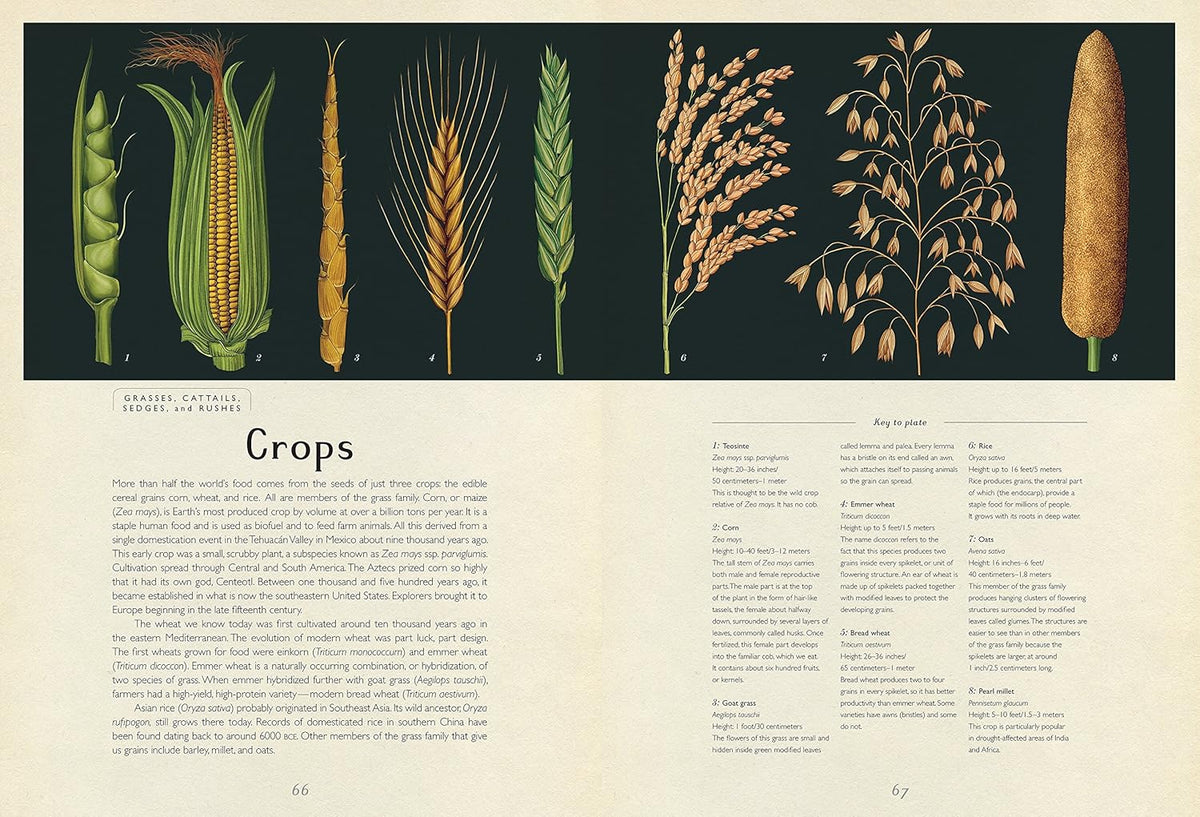 Botanicum: A Stunning Botanical Field Guide for Curious Readers