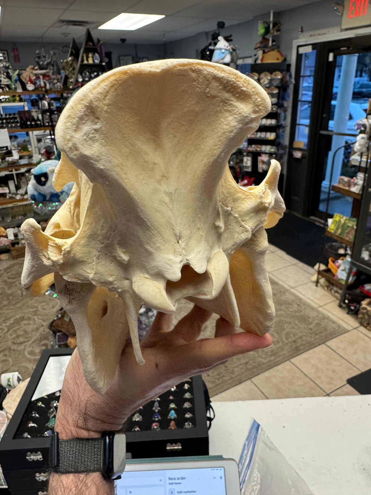 Skull model held by a hand in an indoor setting with electronic equipment in the background