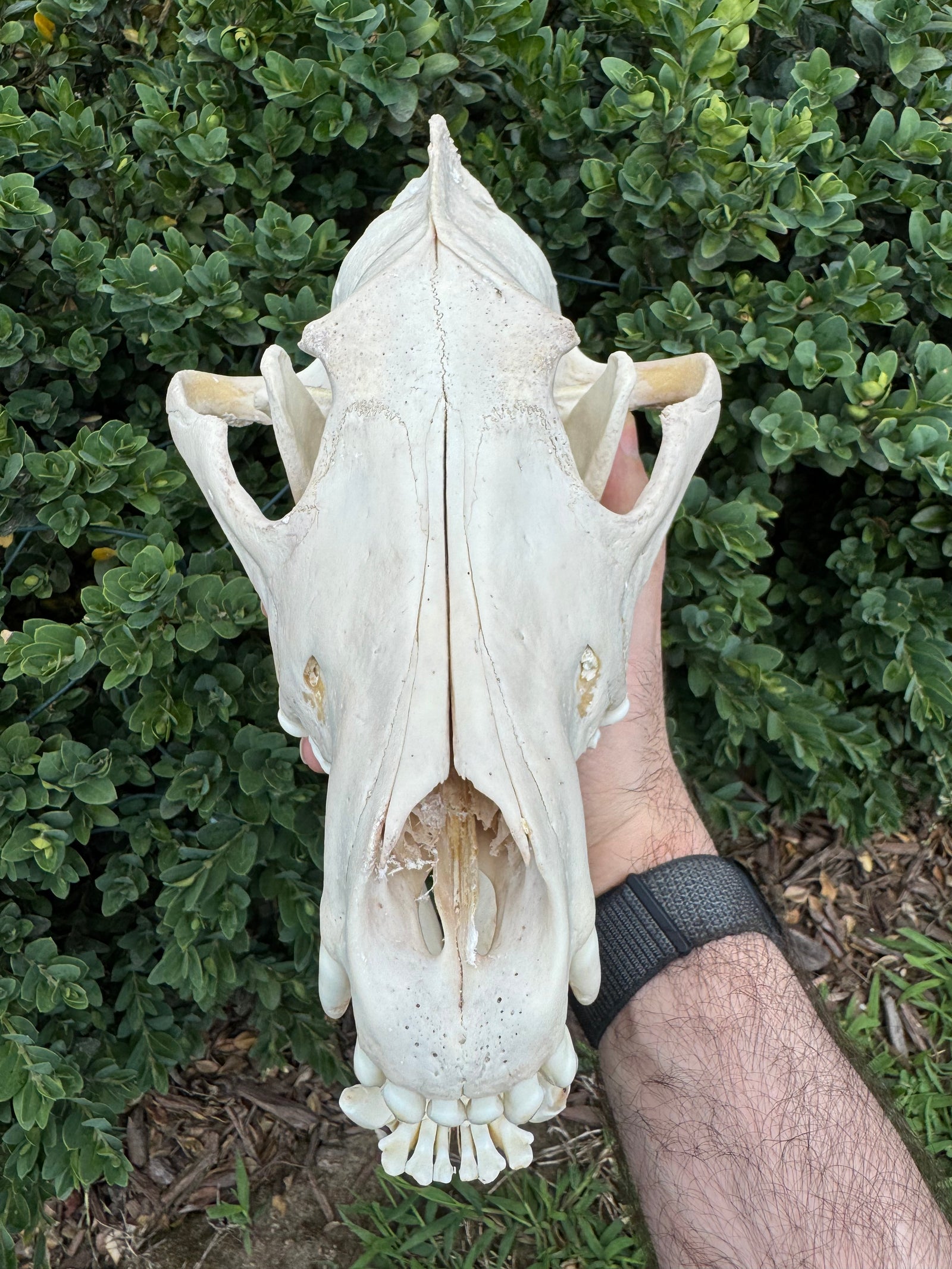 Real Alaskan Grey Wolf Skull | Canis Lupus Carrion Specimen – 10.5”
