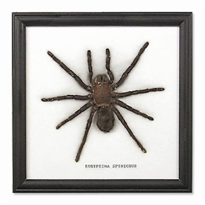 Tarantula Spider Framed Specimen
