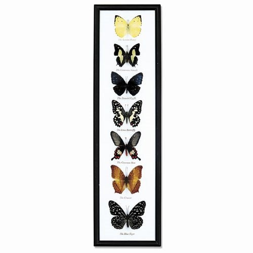 Butterfly Framed Specimens - 7 Butterflies