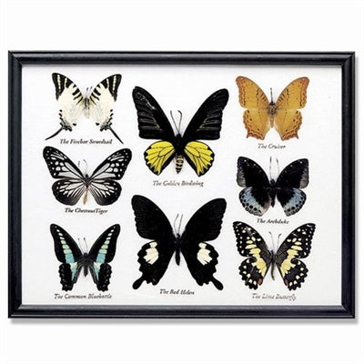 Butterfly Framed Specimens - 8 Butterflies