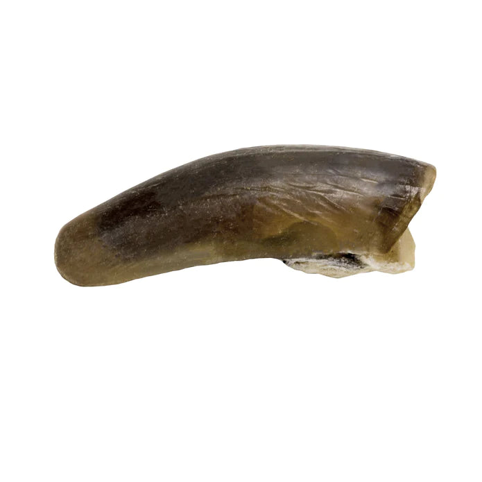 Claws, Jaws, and Such