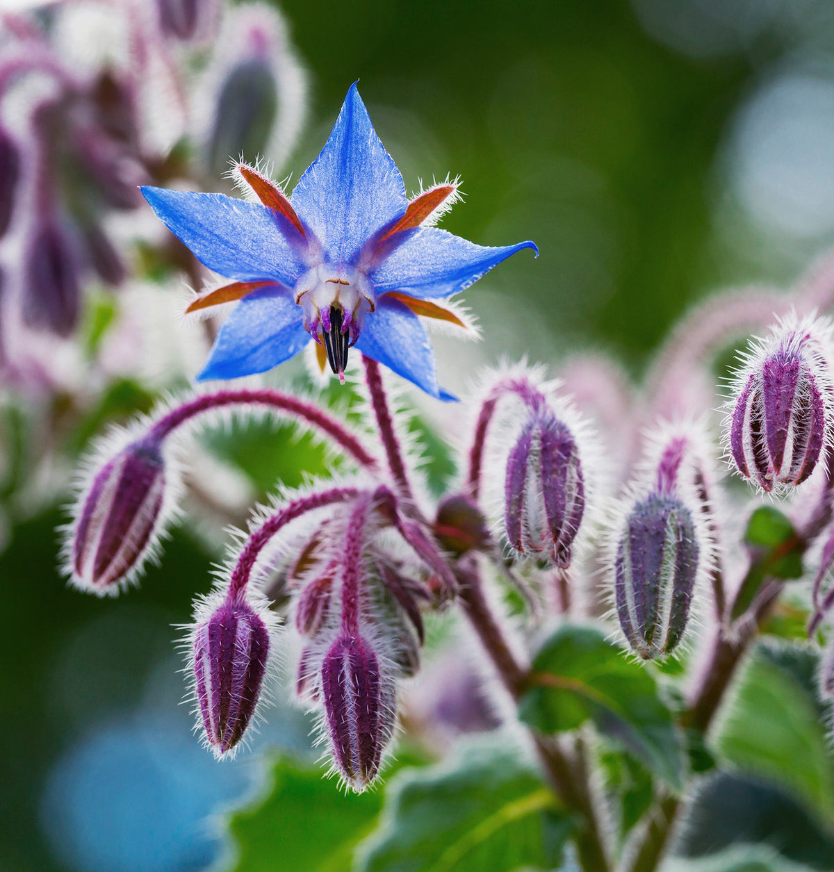 Borage Cut 1oz (Borago officinalis): Courage & Joy