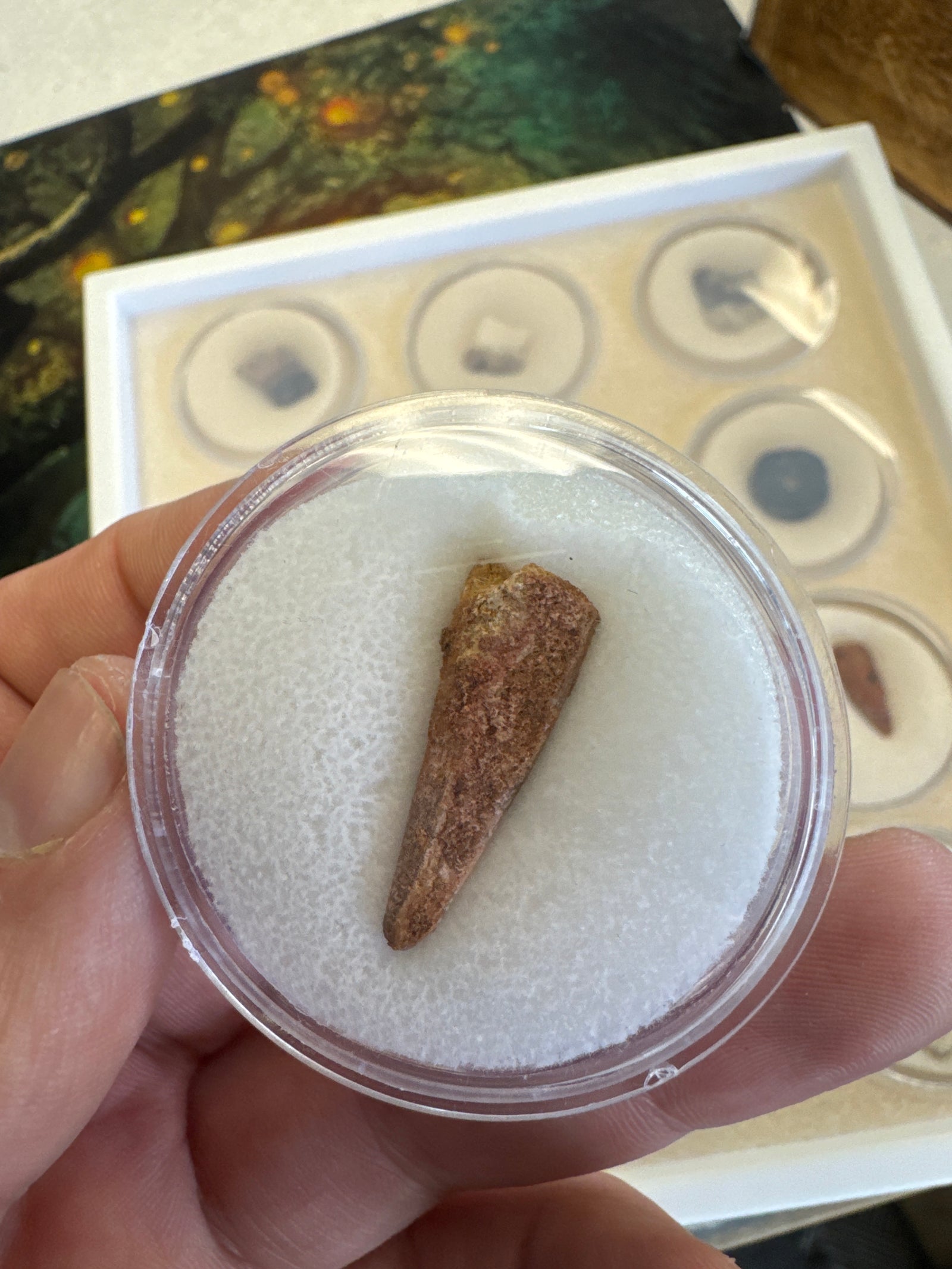 Cool Fossil Special!