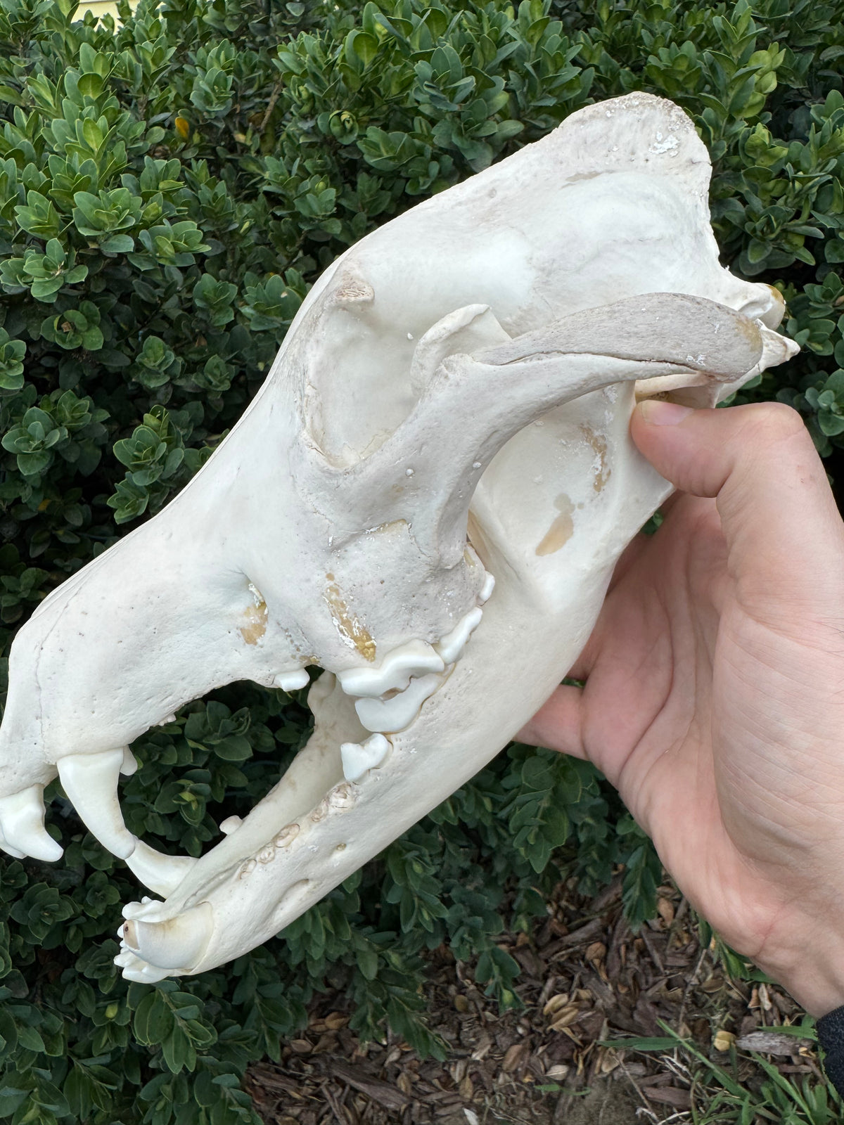Real Alaskan Grey Wolf Skull | Canis Lupus Carrion Specimen – 10.5”