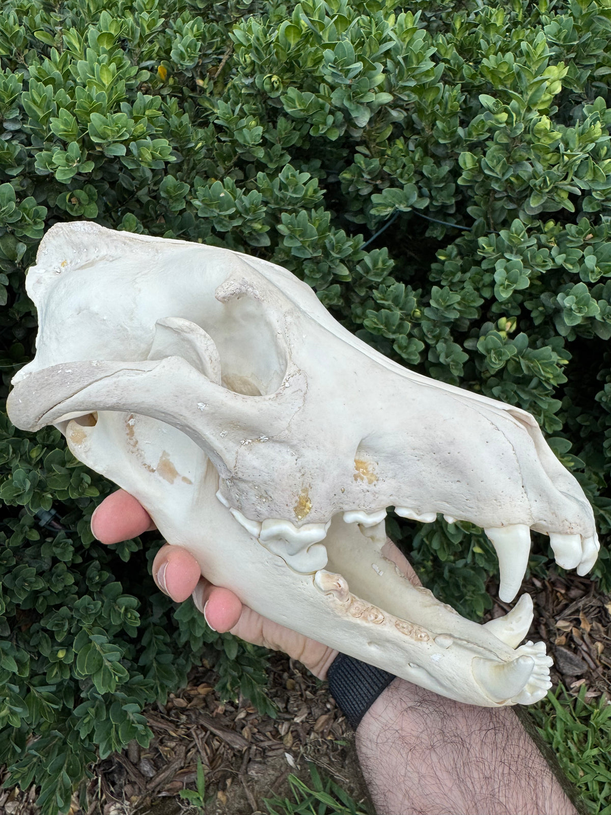 Real Alaskan Grey Wolf Skull | Canis Lupus Carrion Specimen – 10.5”
