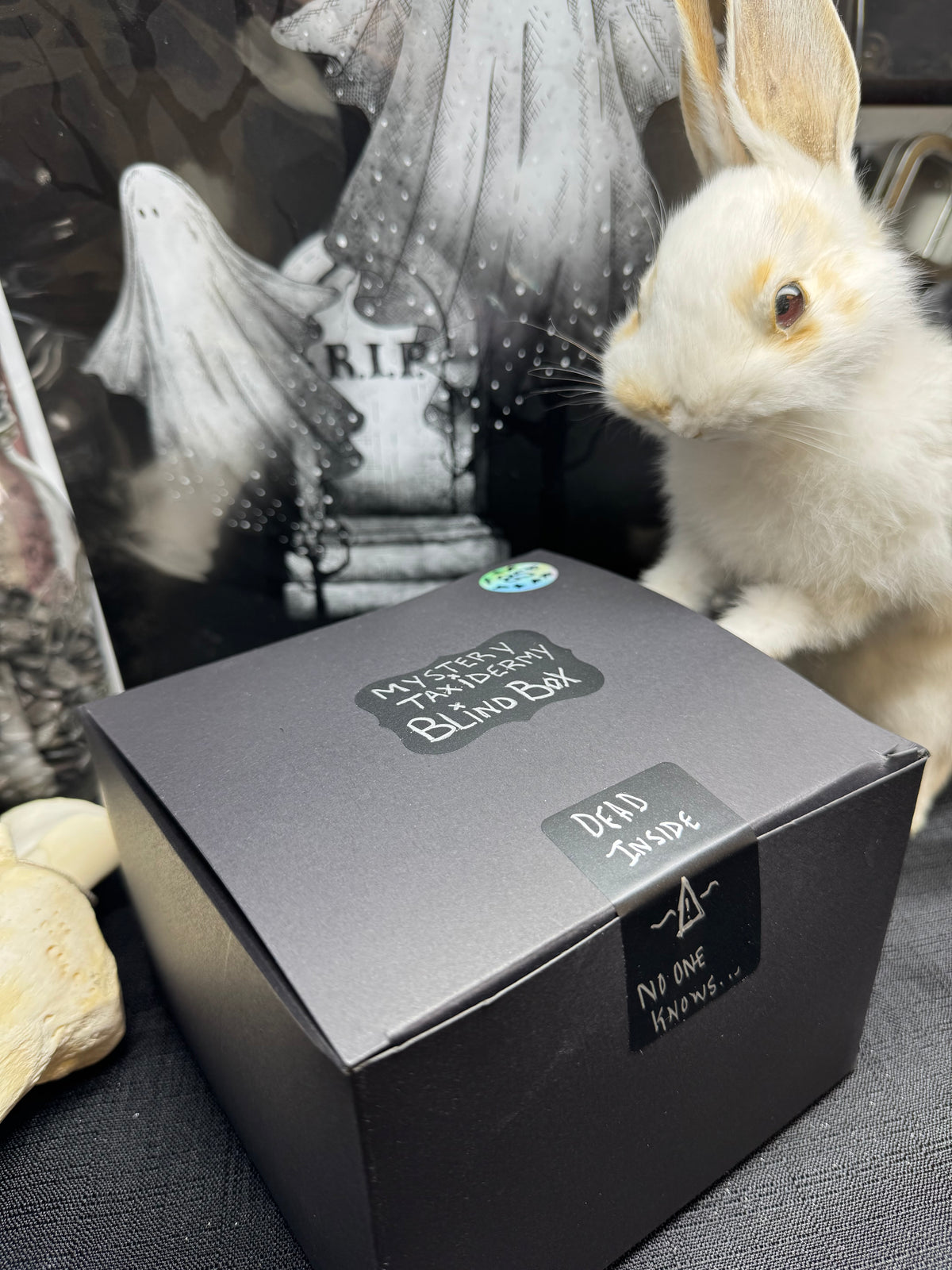 Mystery Taxidermy Boxes! No one knows...
