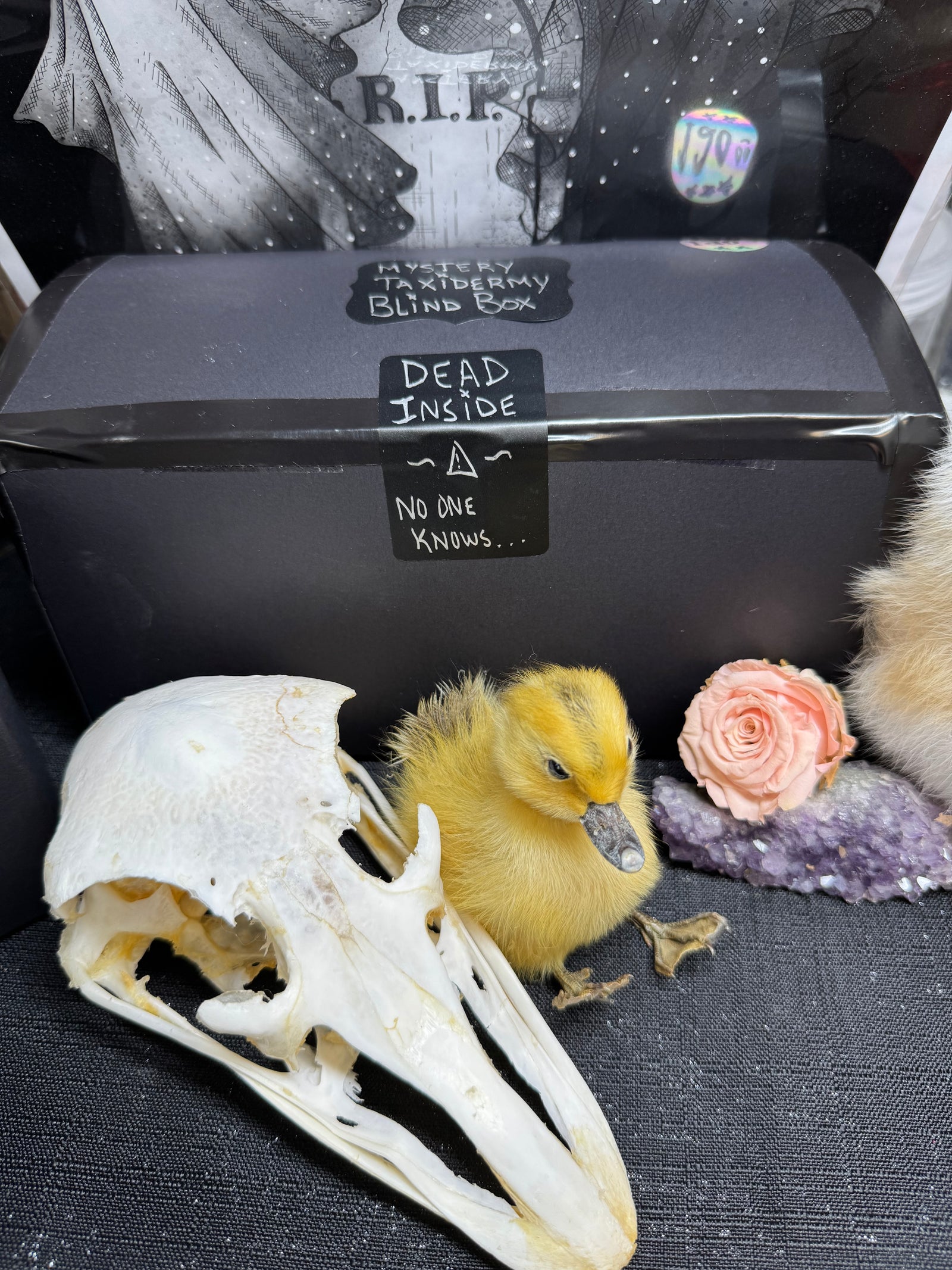 Mystery Taxidermy Boxes! No one knows...