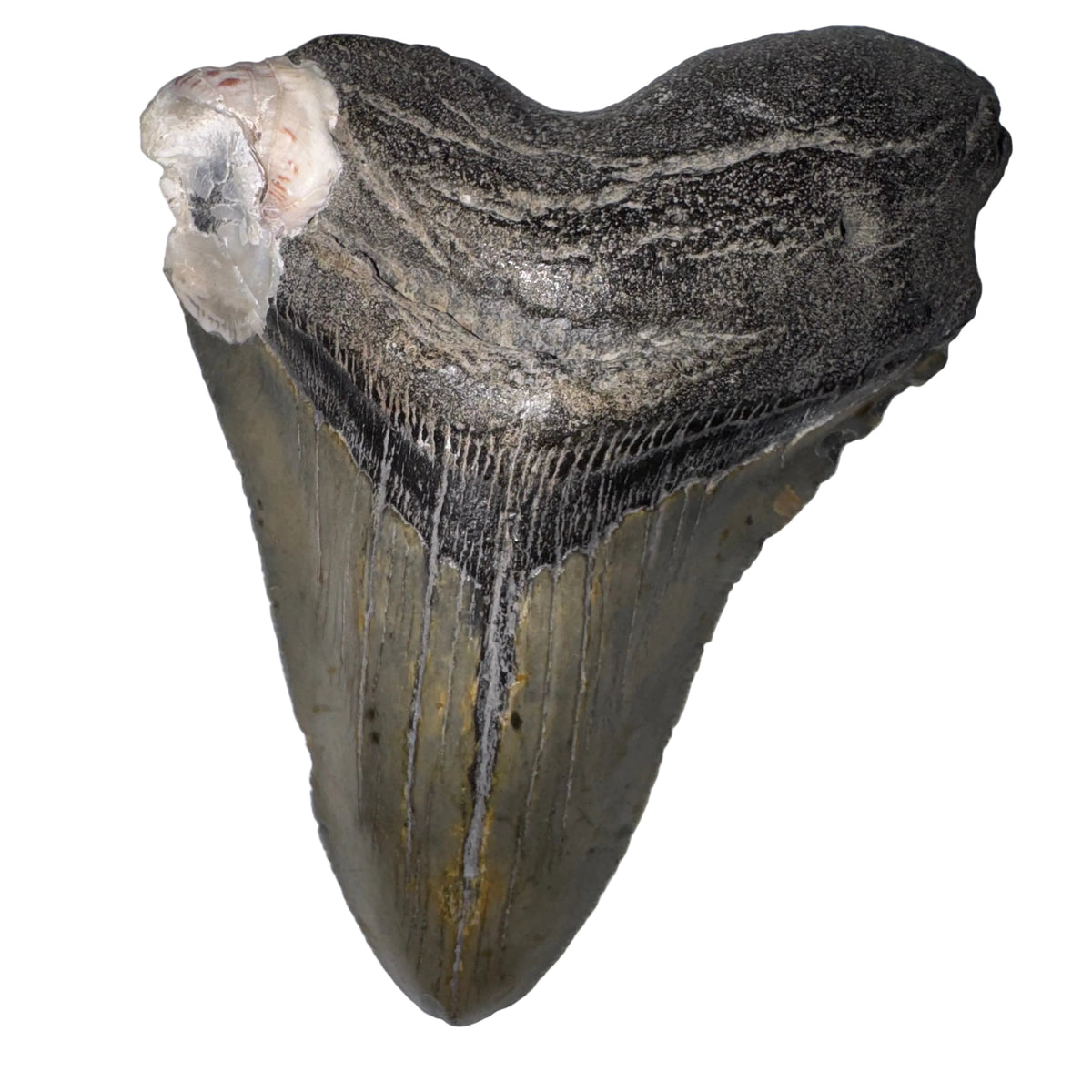 A large prehistoric shark tooth fossil, likely a megalodon, displayed against a plain light gray background.