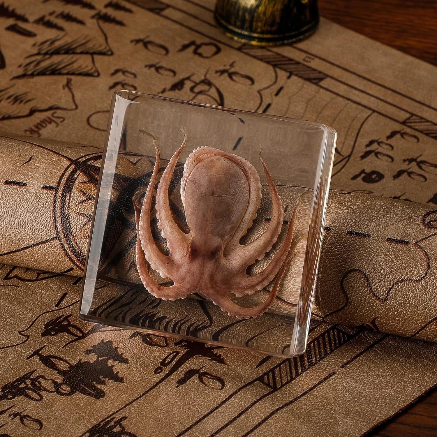 Real Preserved Insects & Marine Creatures in Resin – Educational Nature Displays | Authentic Specimens