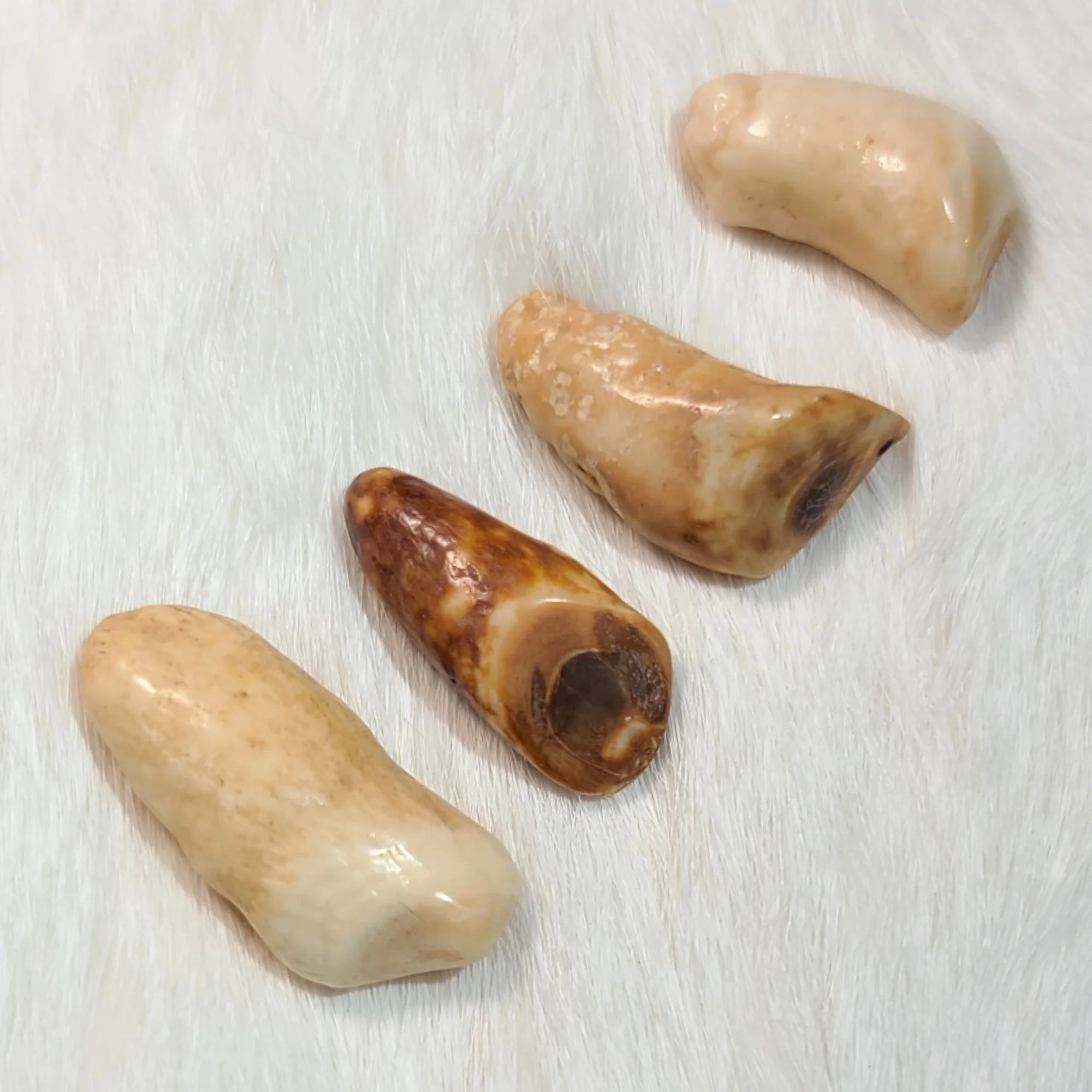 Walrus Tooth Natural Fossil