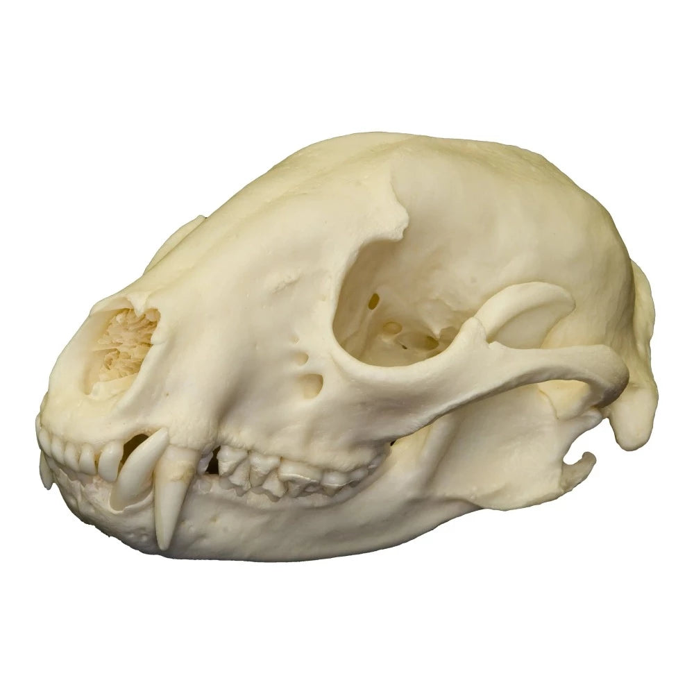 Real Raccoon Skull