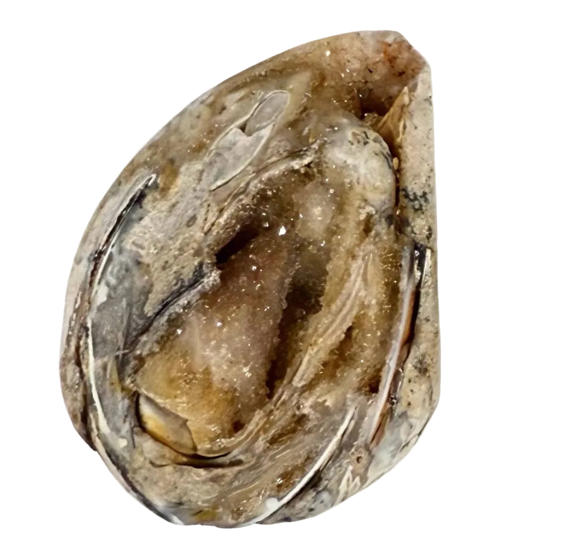 Spiralite Fossil Geode Shell with Quartz Druzy