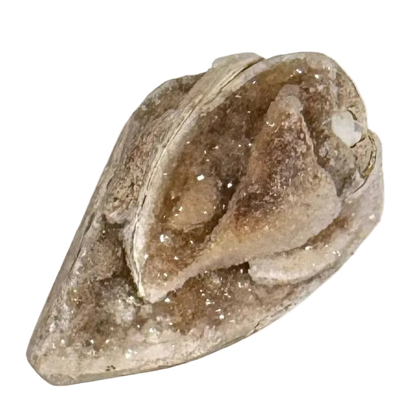 Druzy Shell Fossil