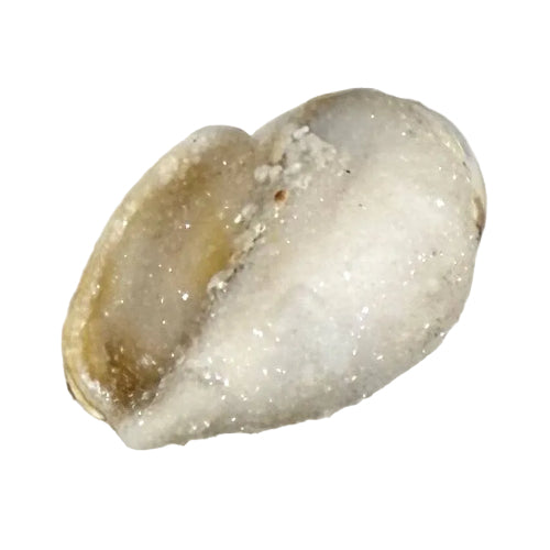 Spiralite Shell Fossil