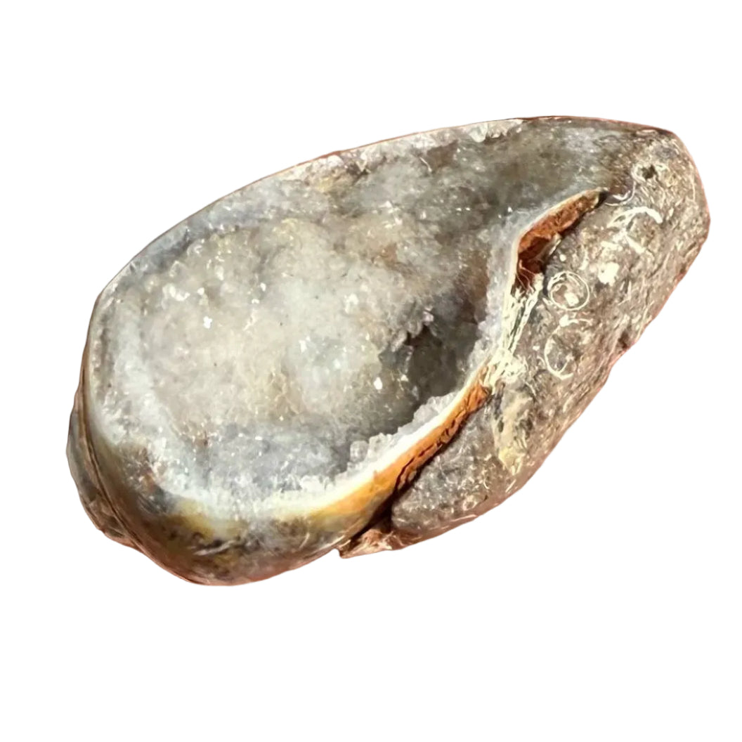Druzy Shell Fossil