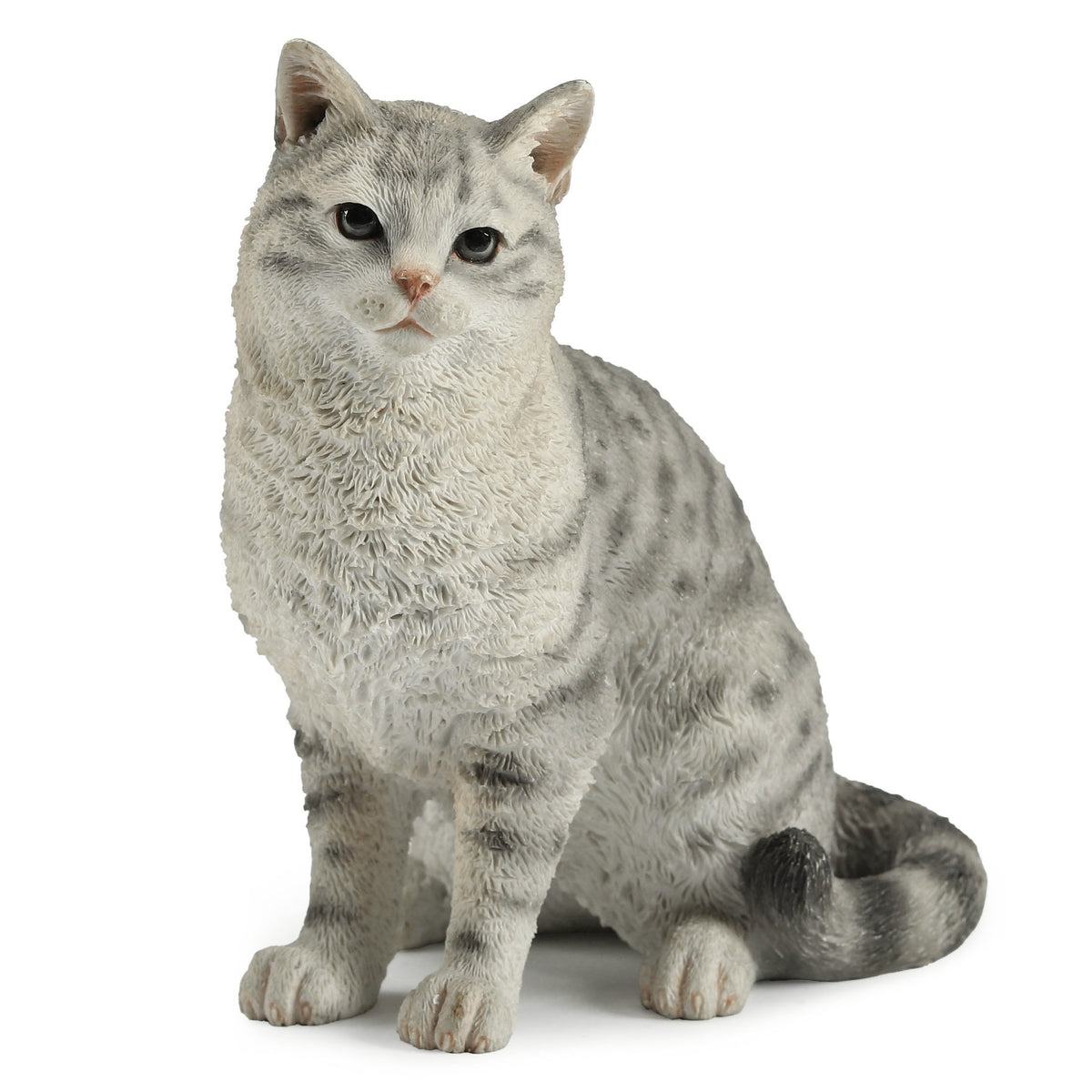 American Shorthair Tabby - Spotted Gray