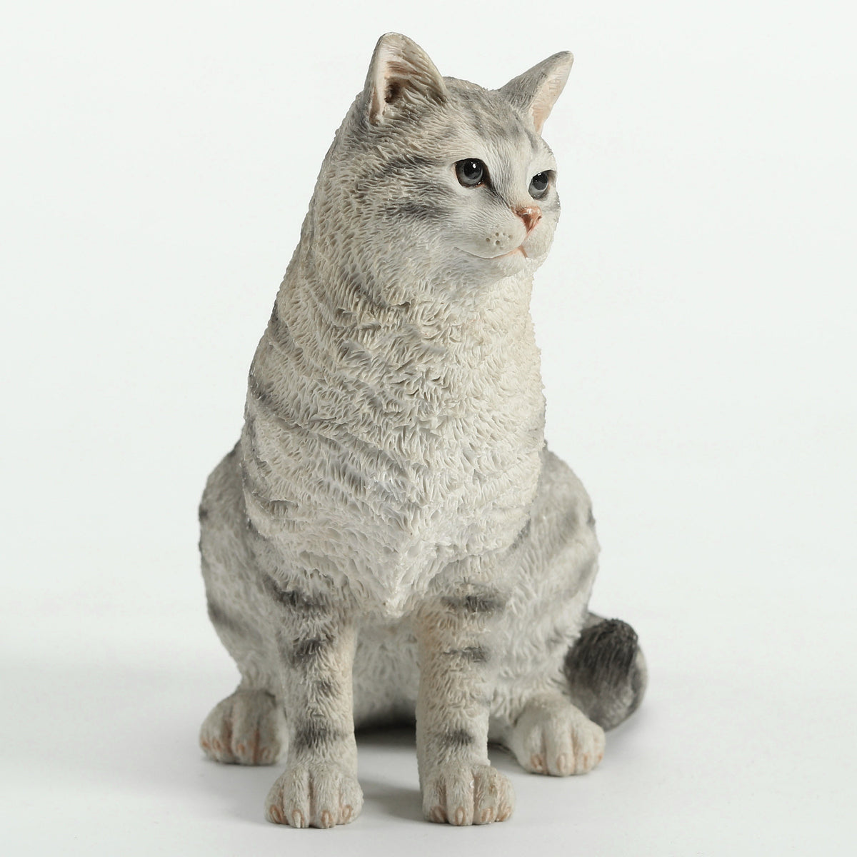 American Shorthair Tabby - Spotted Gray