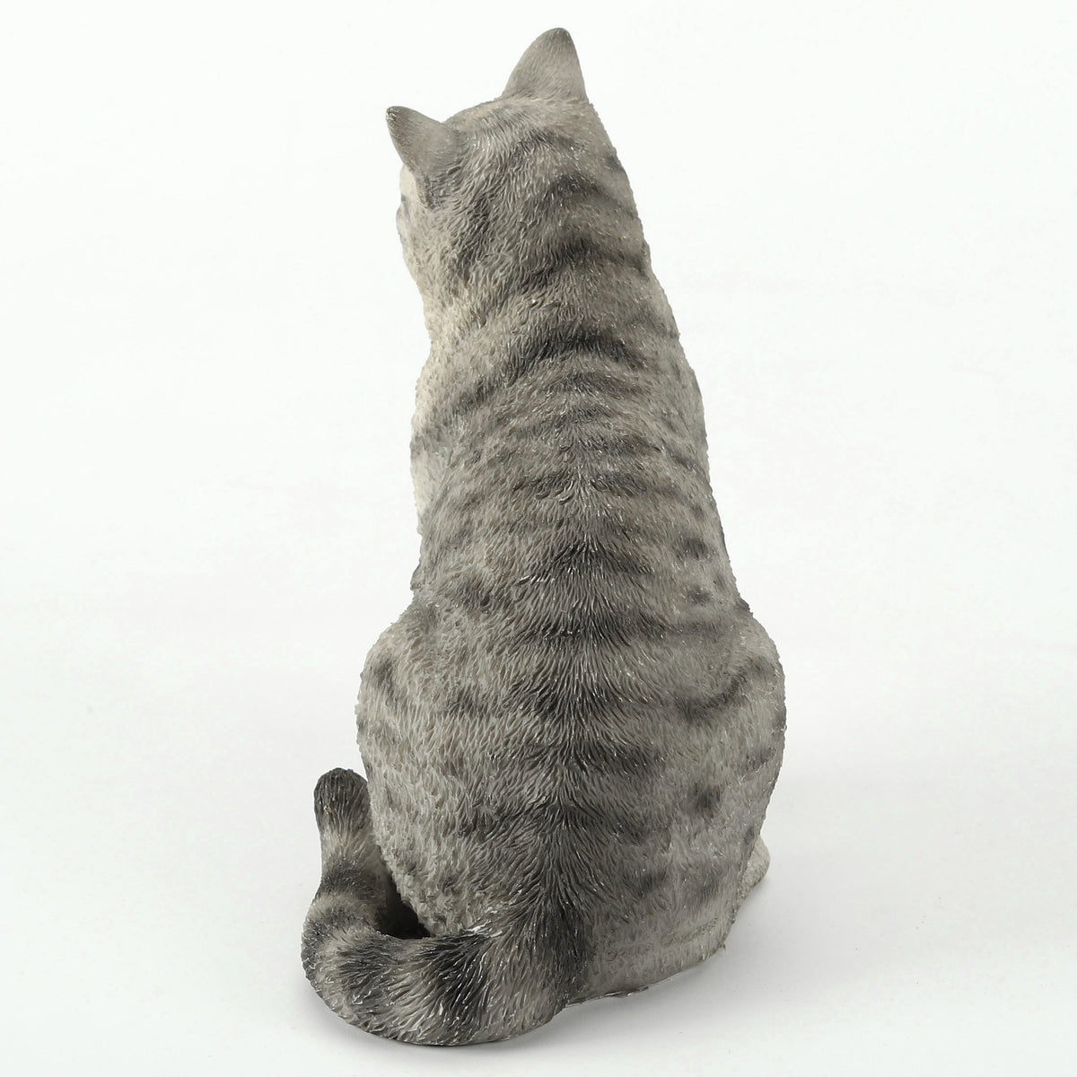 American Shorthair Tabby - Spotted Gray