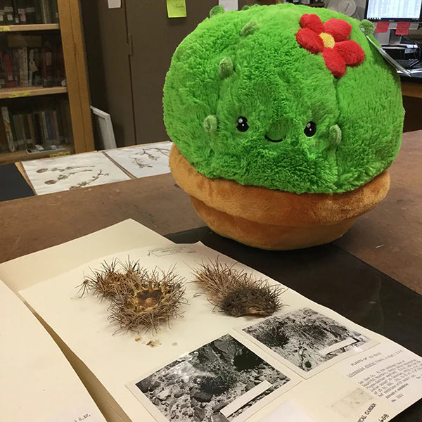 Mini Squishable Cactus (8")