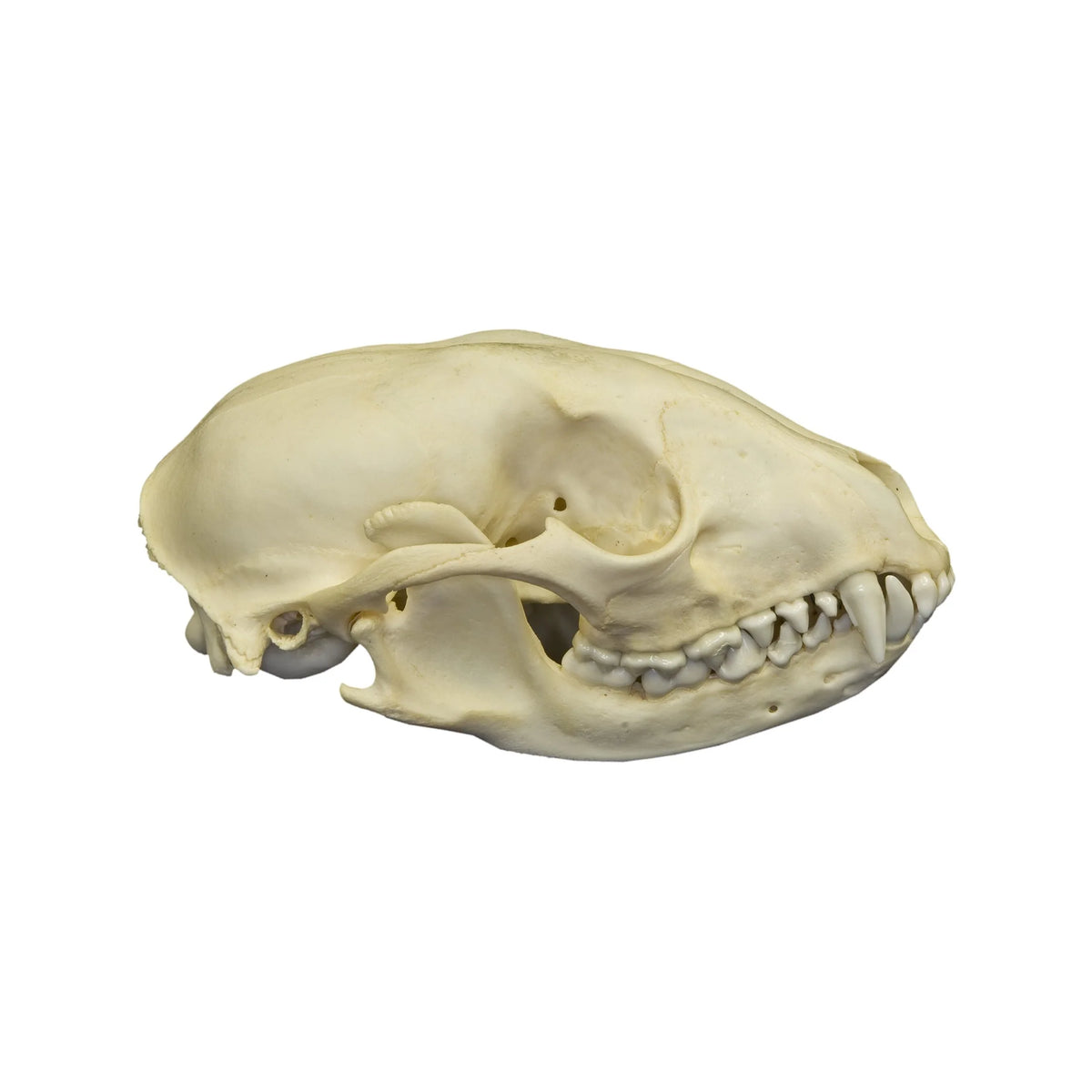 Real Raccoon Skull