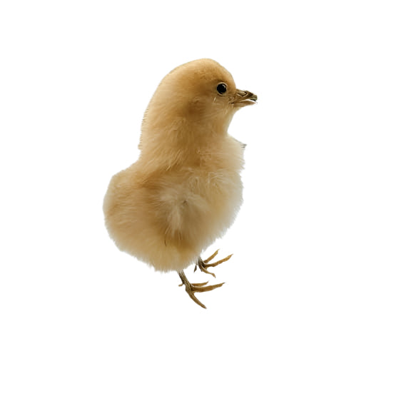 Taxidermy and Curiosities