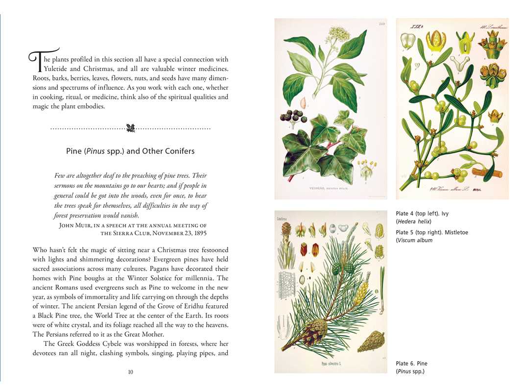 The Sacred Herbs of Yule and Christmas – Herbal Magic, Winter Solstice Rituals & Seasonal Folk Wisdom