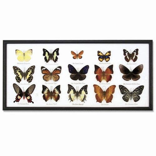 Framed Butterfly Specimen Collection – 15 Real Butterflies