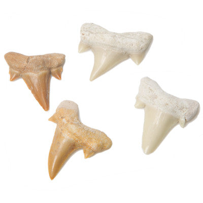 Claws, Jaws, and Such